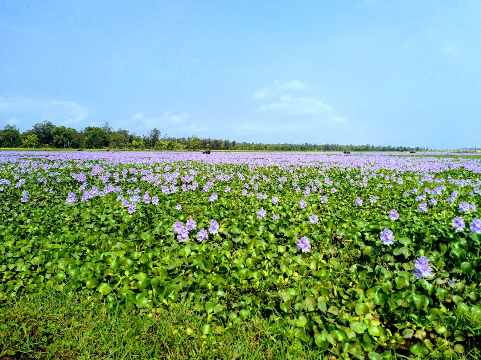 Thành phố xa hoa lắm